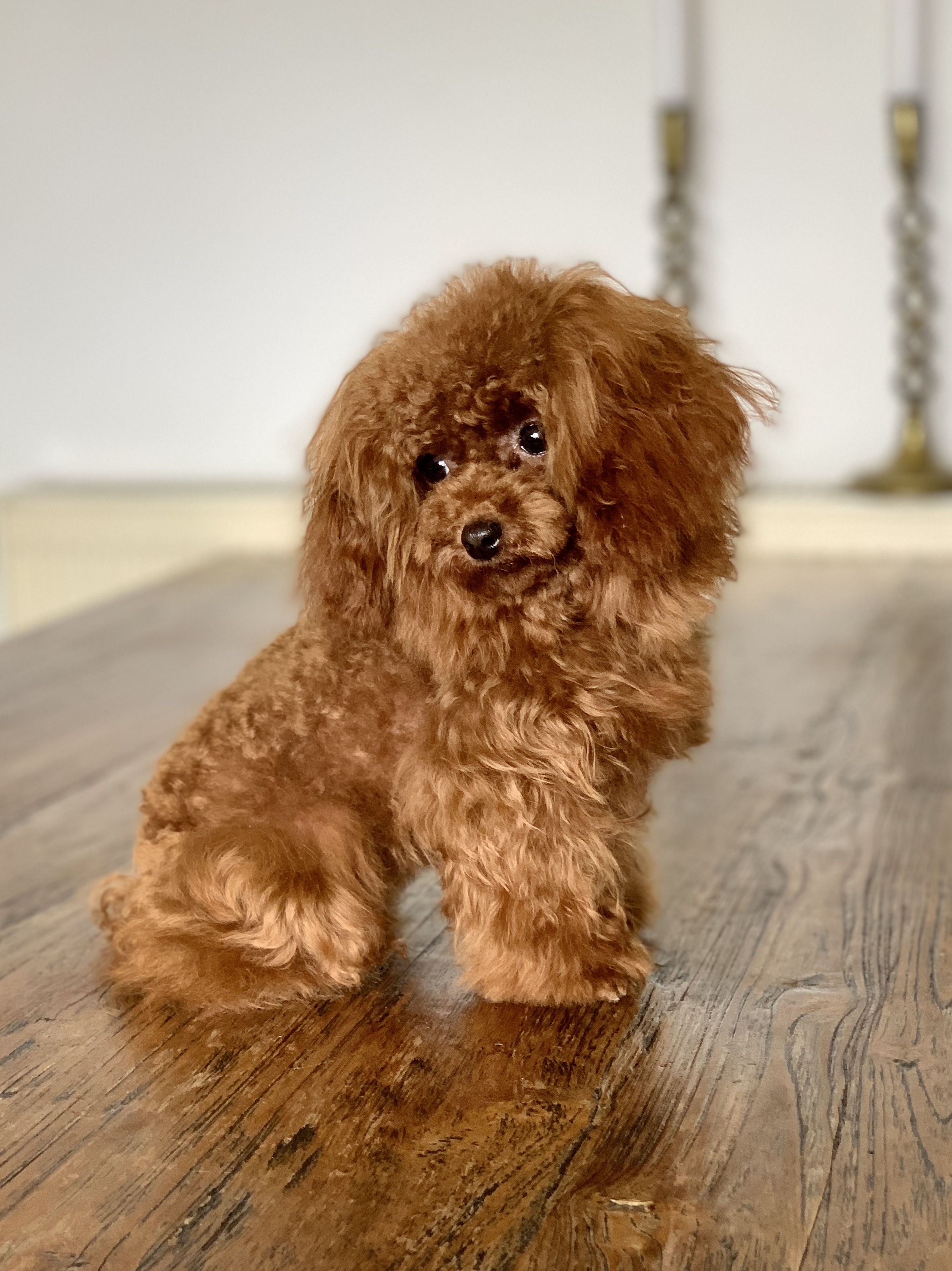 Teacup Pudel Züchter Deutschland